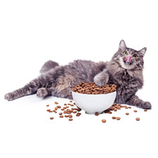 Доставка корма для кошек минск